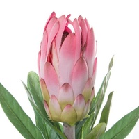 Australian Native Protea Longifolia Pink (76cmH)