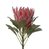 Australian Native King Protea Pink (73cmH)