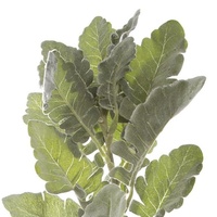 Dusty Miller Spray Frosted Grey (73cmH)