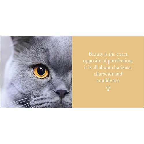 AFFIRMATIONS | Book - The Power Of Meows