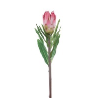 Australian Native Protea Longifolia Pink (76cmH)