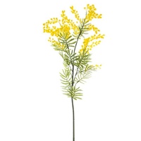 Australian Native Wattle Supreme Yellow - (85cm.ST)