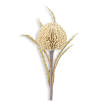Rounded Bottle Brush - Dried Bisque