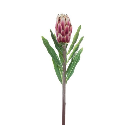 Australian Native Protea Longifolia Dark Pink (76cmH)